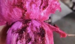 小火龙果爆料视频大全最新,最新爆料视频大全深度解析